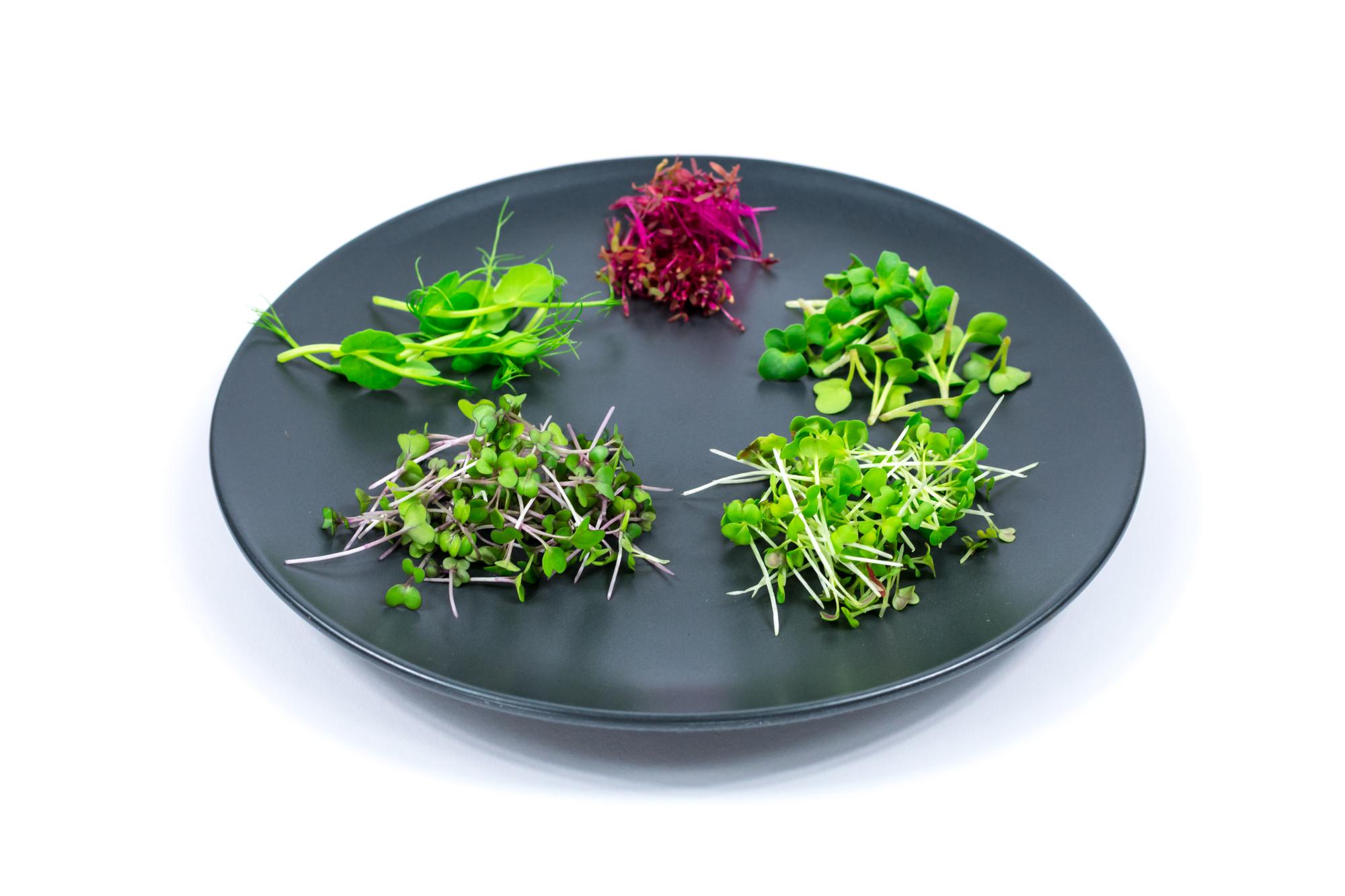 Plated starter with microgreens